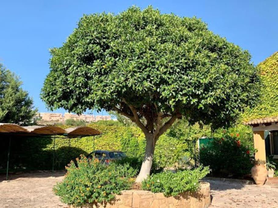 奥古斯塔Casa Magnolia公寓 外观 照片